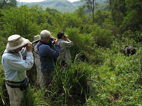 Gorilla Trekking